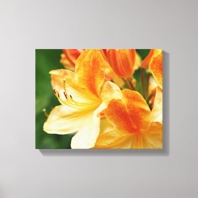 Orange and Yellow Rhododendron Flower Canvas Print (Front)
