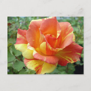 Orange and Yellow Rose 1 Postcard