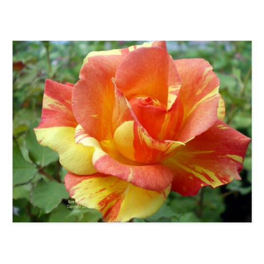 Orange and Yellow Rose 1 Postcard