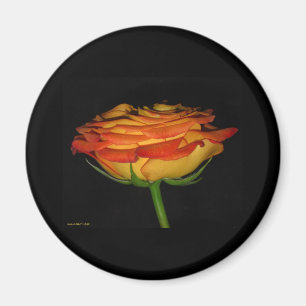 orange and yellow rose magnet