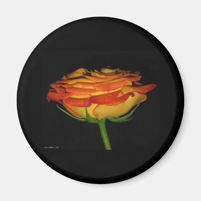 orange and yellow rose magnet (Front)