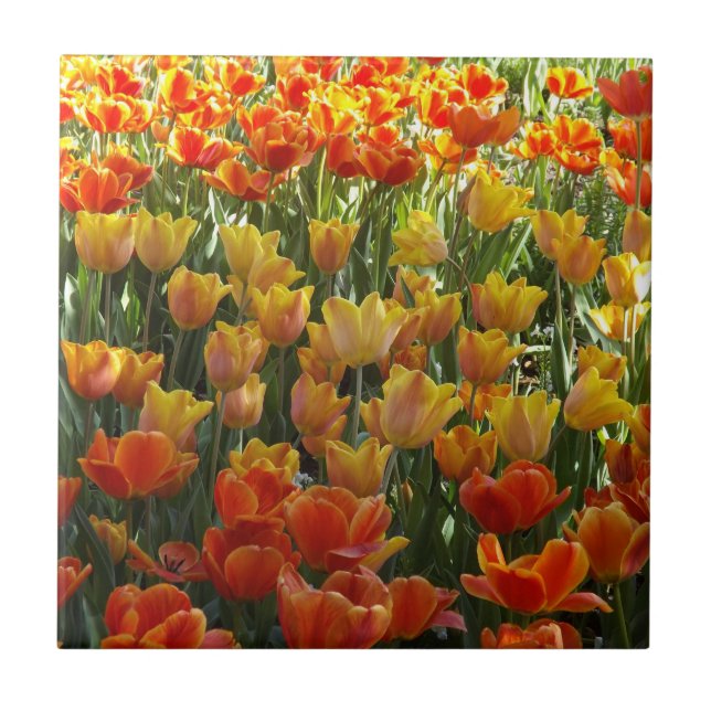 Orange and yellow tulips ceramic tile (Front)