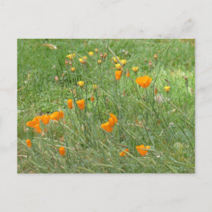 Orange and Yellow Wildflowers DIY Postcard