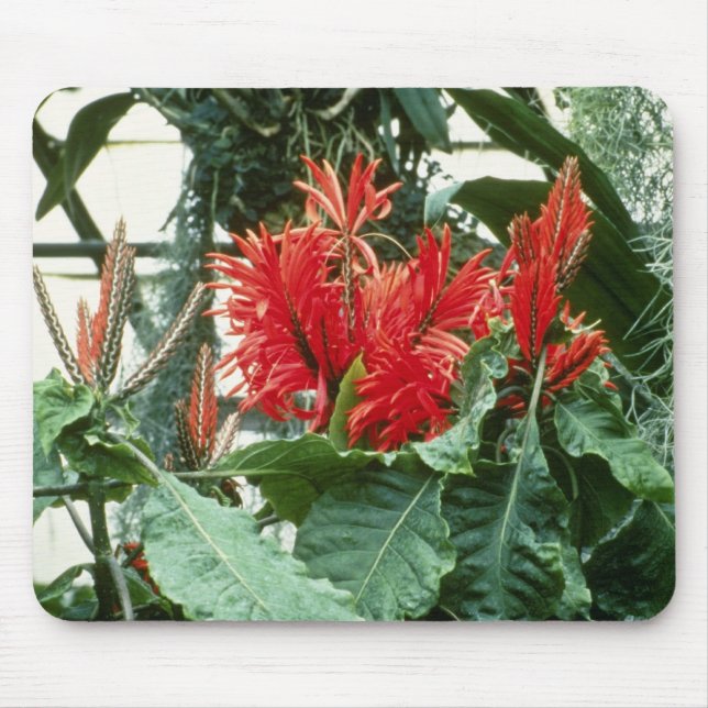 Orange Aphelandra Tetragona (Zebra Plant) flowers Mouse Mat (Front)