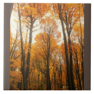 Orange Autumn Forest Tile