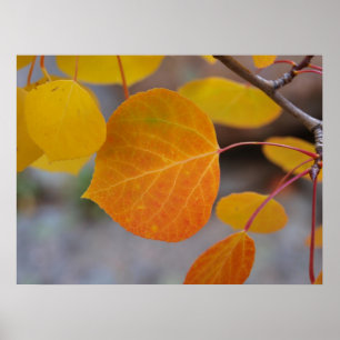 Orange Autumn Leaf Poster