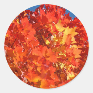Orange Autumn Leaves stickers Fall Leaves