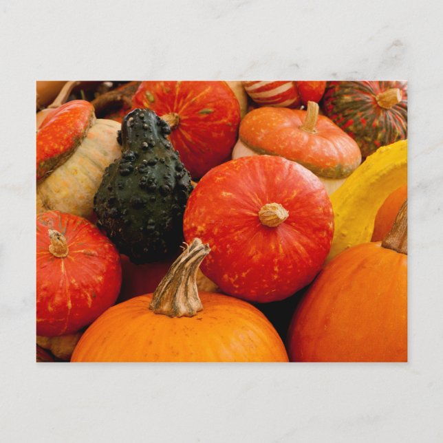 Orange Autumn Pumpkins Postcard (Front)