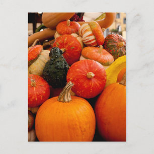 Orange Autumn Pumpkins Postcard