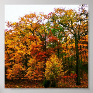 Orange Autumn Trees Poster