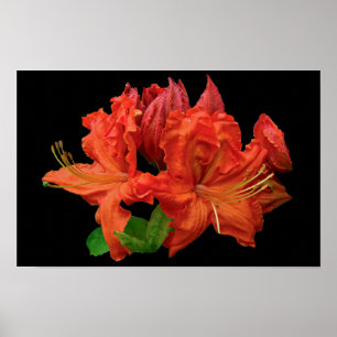 Orange Azalea Blossoms Poster