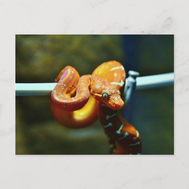 Orange Ball Python Postcard (Front)