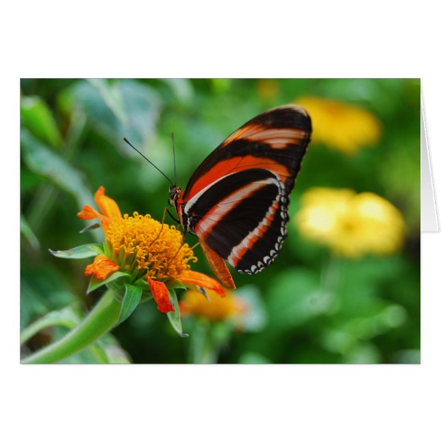 Orange Banded Butterfly (Front Horizontal)