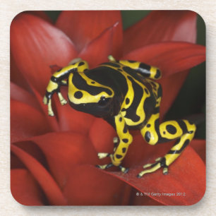 Orange banded dart frog  Dendrobates leucomelas Coaster
