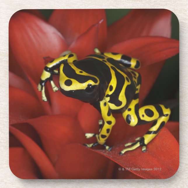 Orange banded dart frog  Dendrobates leucomelas Coaster (Front)