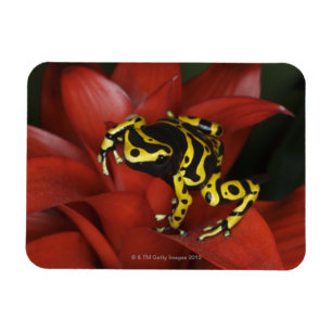 Orange banded dart frog  Dendrobates leucomelas Magnet