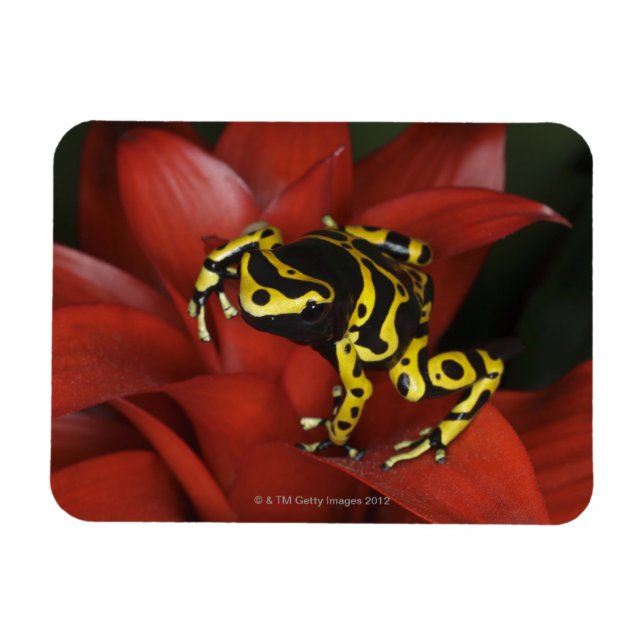 Orange banded dart frog  Dendrobates leucomelas Magnet (Horizontal)