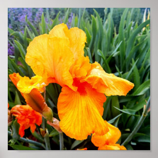 Orange Bearded Iris Poster