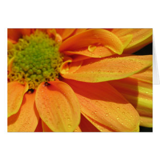 Orange Beauty