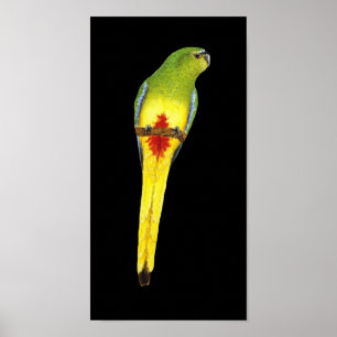 Orange-bellied Parrot - Neophema chrysogaster Poster