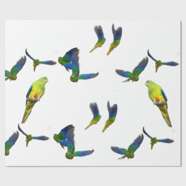 Orange Bellied Parrot Wrapping Paper (Flat)