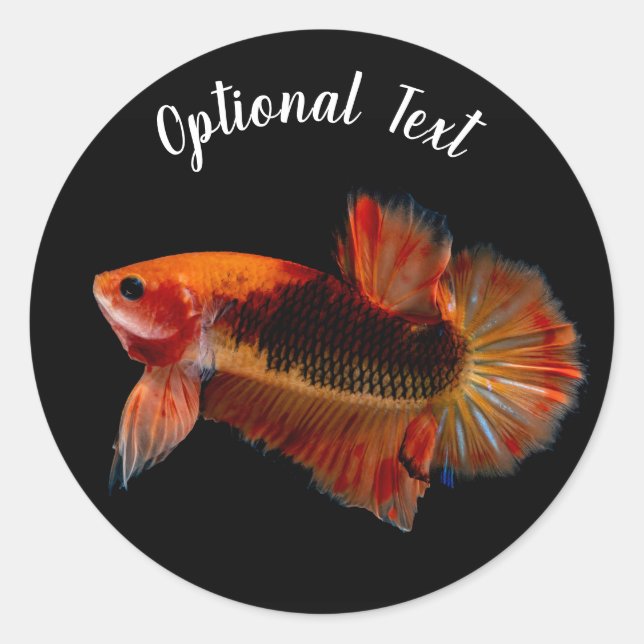 Orange Betta Fighting Fish Classic Round Sticker (Front)