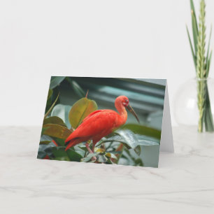 Orange Bird Card