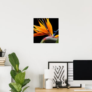 Orange Bird of Paradise Plant Bloom Floral Poster