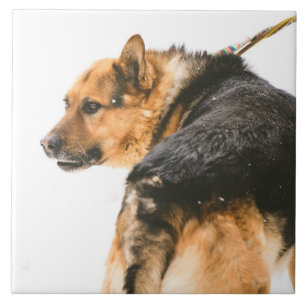 Orange black dog tile