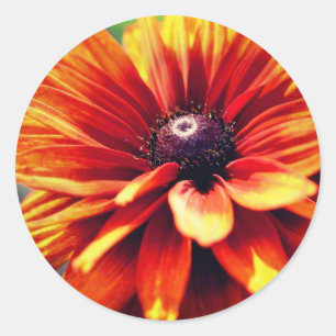 Orange Black Eyed Susan Daisy Flower  Classic Round Sticker