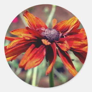 Orange Black Eyed Susan Flower  Classic Round Sticker