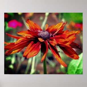 Orange Black Eyed Susan Flower Close Up Poster