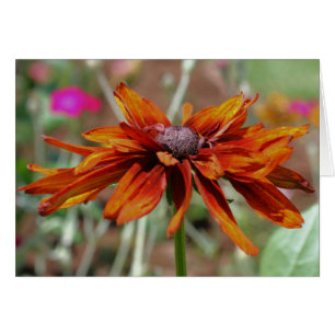 Orange Black Eyed Susan Flower Photography Card
