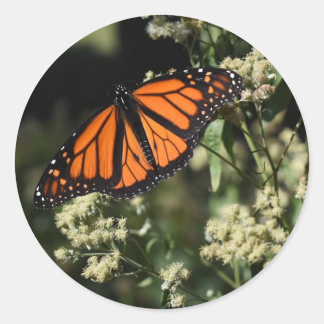Orange Black Monarch Butterfly Nature Photography Classic Round Sticker (Front)