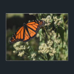 Orange Black Monarch Butterfly Nature Photography Postcard<br><div class="desc">Features an original colour photograph of a black and orange monarch butterfly. Photographed in Riverside Park,  New York City. 

Lots of other NYC and nature photographs are also available from this shop. Don't see exactly what you're looking for? Contact Rebecca to have a product customised just for you!</div>