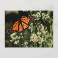 Orange Black Monarch Butterfly Nature Photography