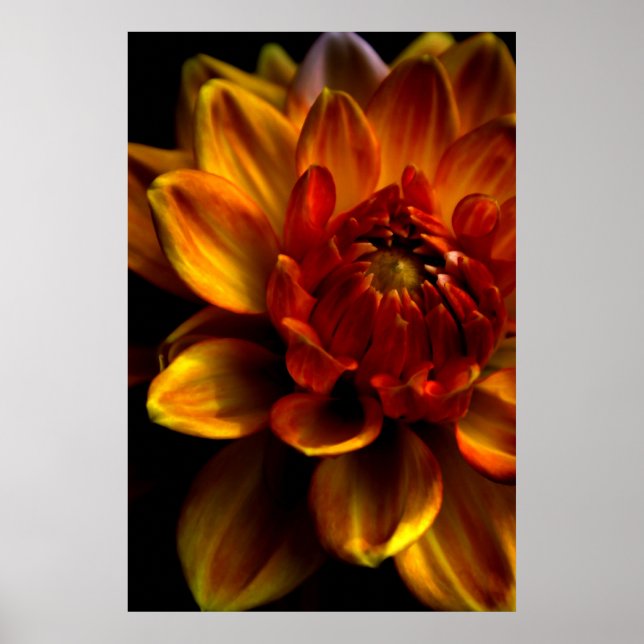 Orange Bloom Poster (Front)