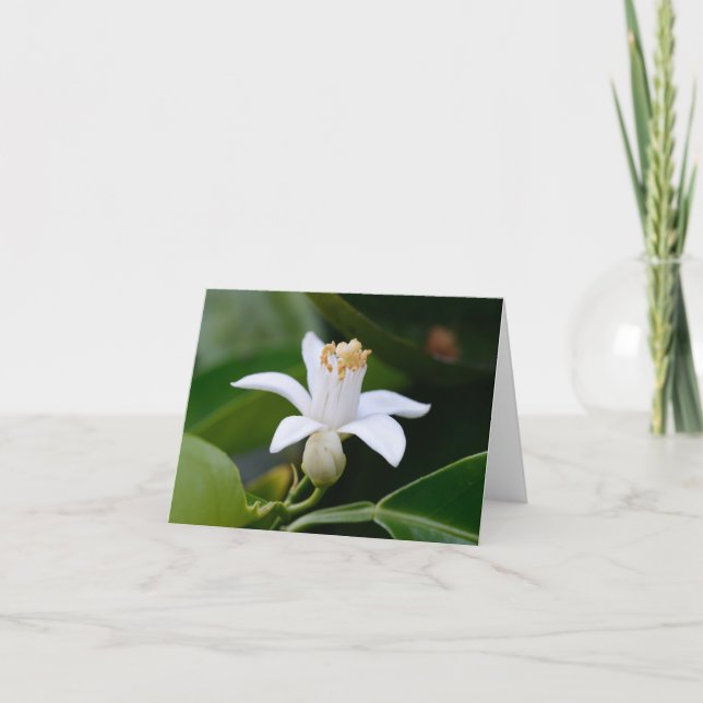 Orange Blossom Flower Card (Front)
