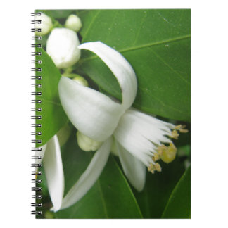 Orange Blossom Notebook
