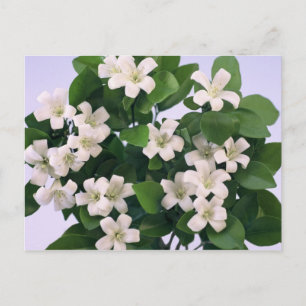 Orange Blossom Postcard