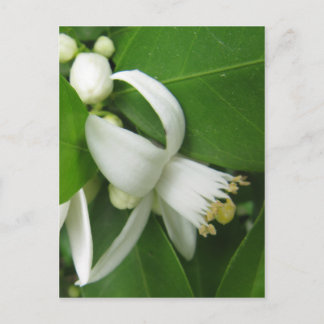 Orange Blossom Postcard