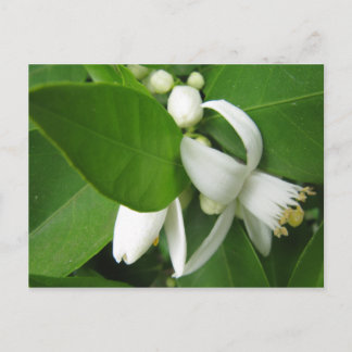 Orange Blossom Postcard