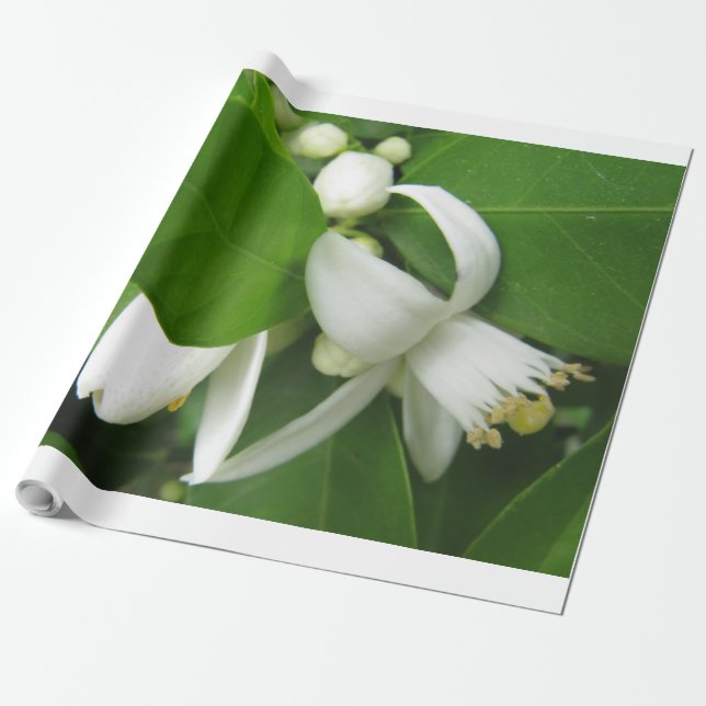 Orange Blossom Wrapping Paper (Unrolled)