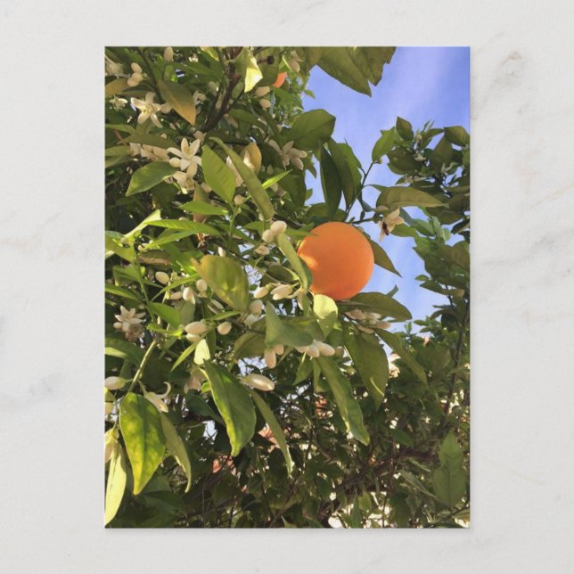 Orange blossoms postcard (Front)