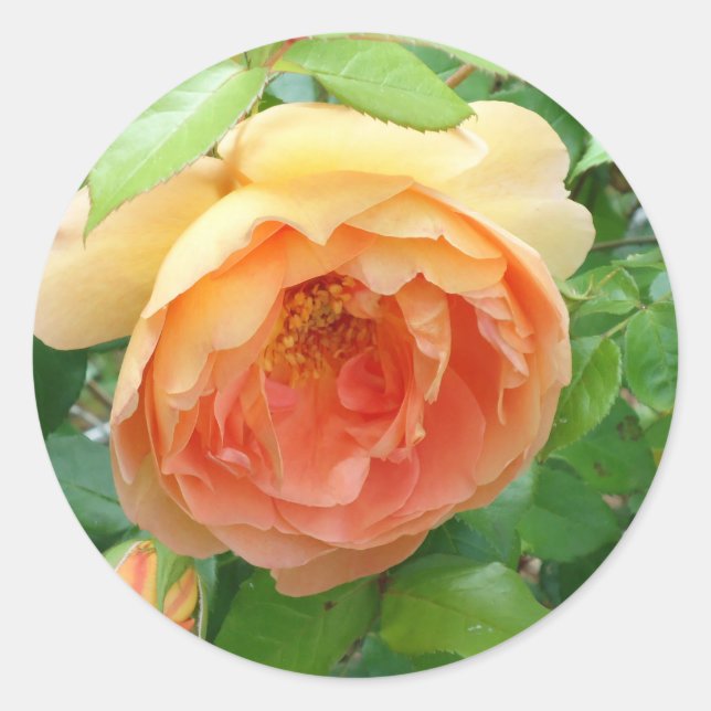 Orange Blush Rose Classic Round Sticker (Front)