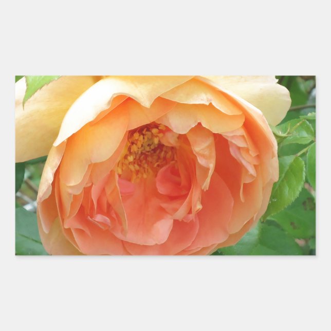 Orange Blush Rose Rectangular Sticker (Front)