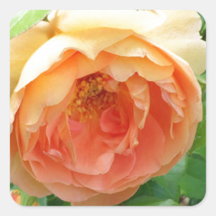 Orange Blush Rose Square Sticker