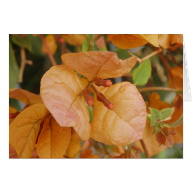 Orange Bougainvillea Card (Front Horizontal)