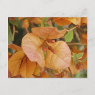 Orange Bourgonvillia Postcard
