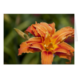 Orange brilliance